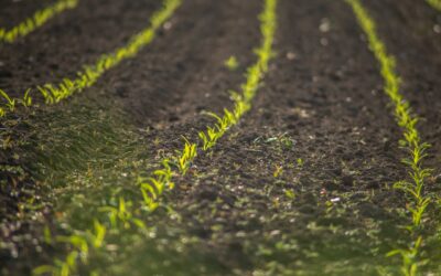 L’agricoltura piemontese tra sfide e opportunità